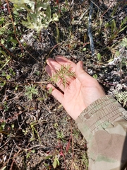 Potentilla multifida