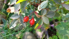 Rosa glauca