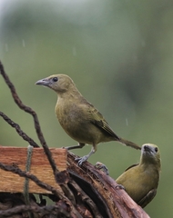 Thraupis palmarum palmarum