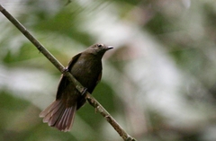 Schiffornis virescens