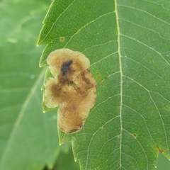 Agromyza valdorensis