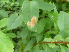 Agromyza valdorensis