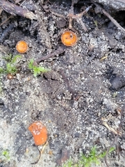 Scutellinia umbrorum