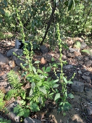 Atriplex gmelinii