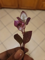 Iresine diffusa herbstii