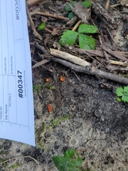 Scutellinia umbrorum