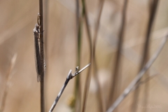 Creoleon lugdunensis