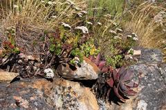 Crassula undulata