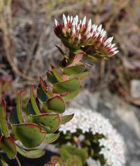 Crassula undulata