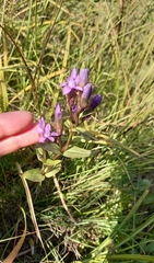 Gentianella auriculata