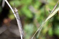 Creoleon lugdunensis