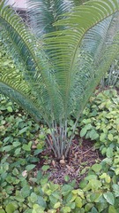 Lepidozamia