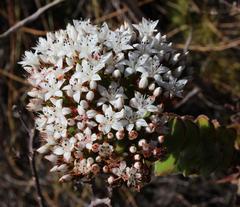 Crassula undulata