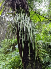 Haplopteris