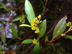 Dodonaea lanceolata