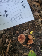 Laccaria ohiensis