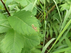 Agromyza valdorensis