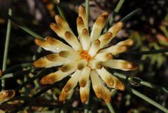Petrophile brevifolia