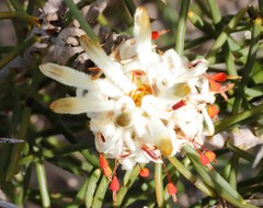 Petrophile brevifolia