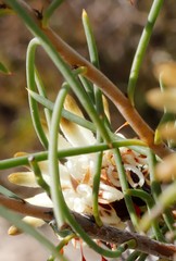 Petrophile brevifolia