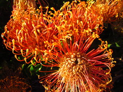 Leucospermum
