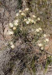 Petrophile brevifolia