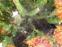 Leucospermum