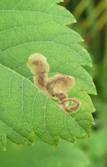 Agromyza valdorensis