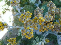 Helichrysum crispum