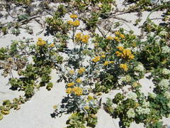 Helichrysum crispum
