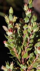 Stylapterus sulcatus