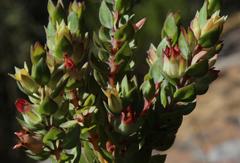 Stylapterus sulcatus