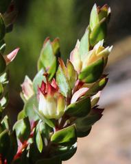 Stylapterus sulcatus