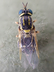 Oxycerini