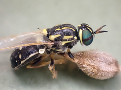Oxycerini