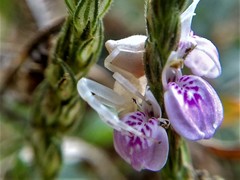 Thomisus spectabilis