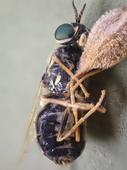 Oxycerini