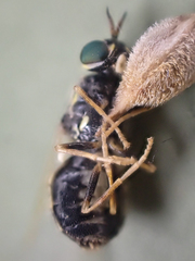 Oxycerini
