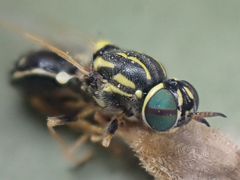 Oxycerini