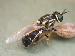 Oxycerini