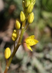 Bulbine lagopus