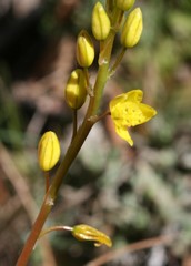 Bulbine lagopus