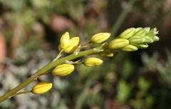 Bulbine lagopus