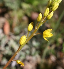 Bulbine lagopus