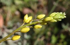 Bulbine lagopus