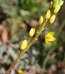 Bulbine lagopus