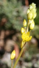 Bulbine lagopus