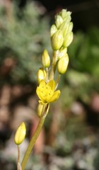 Bulbine lagopus