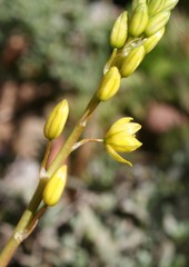 Bulbine lagopus