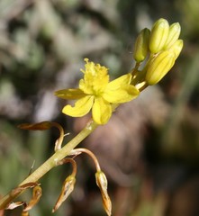 Bulbine lagopus